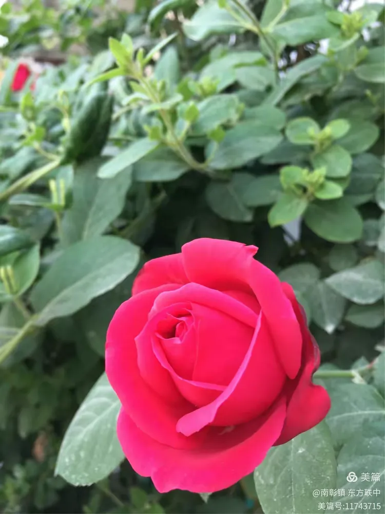 万绿丛中一点红